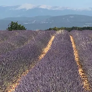  Appartement Provence Luberon Location Chez Marcelle France